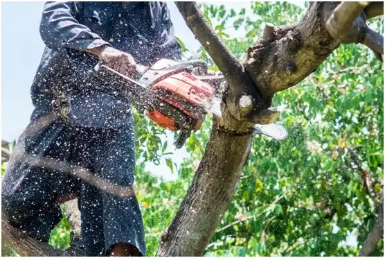 tree services Midland